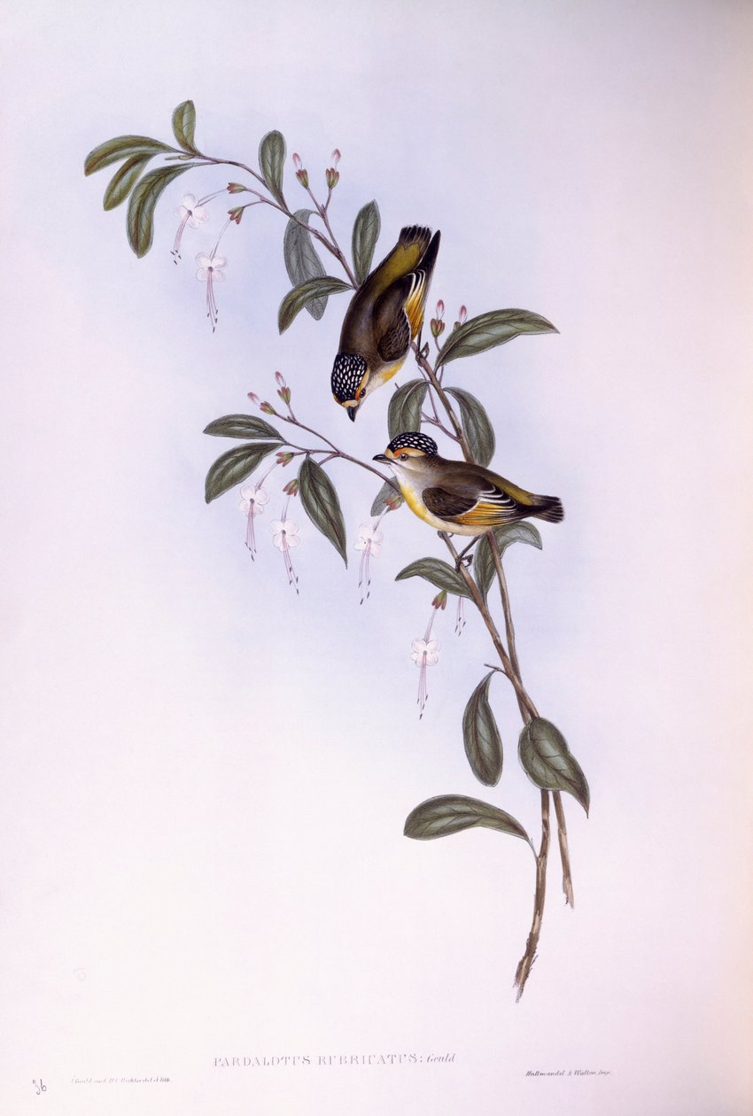 Kızıl kaşlı pardalot (Pardalotus rubricatus), John Gould tarafından gravür by John Gould