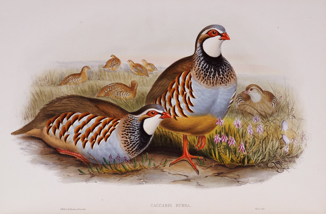 Kırmızı Bacaklı Keklikler, 1862-73 by John Gould