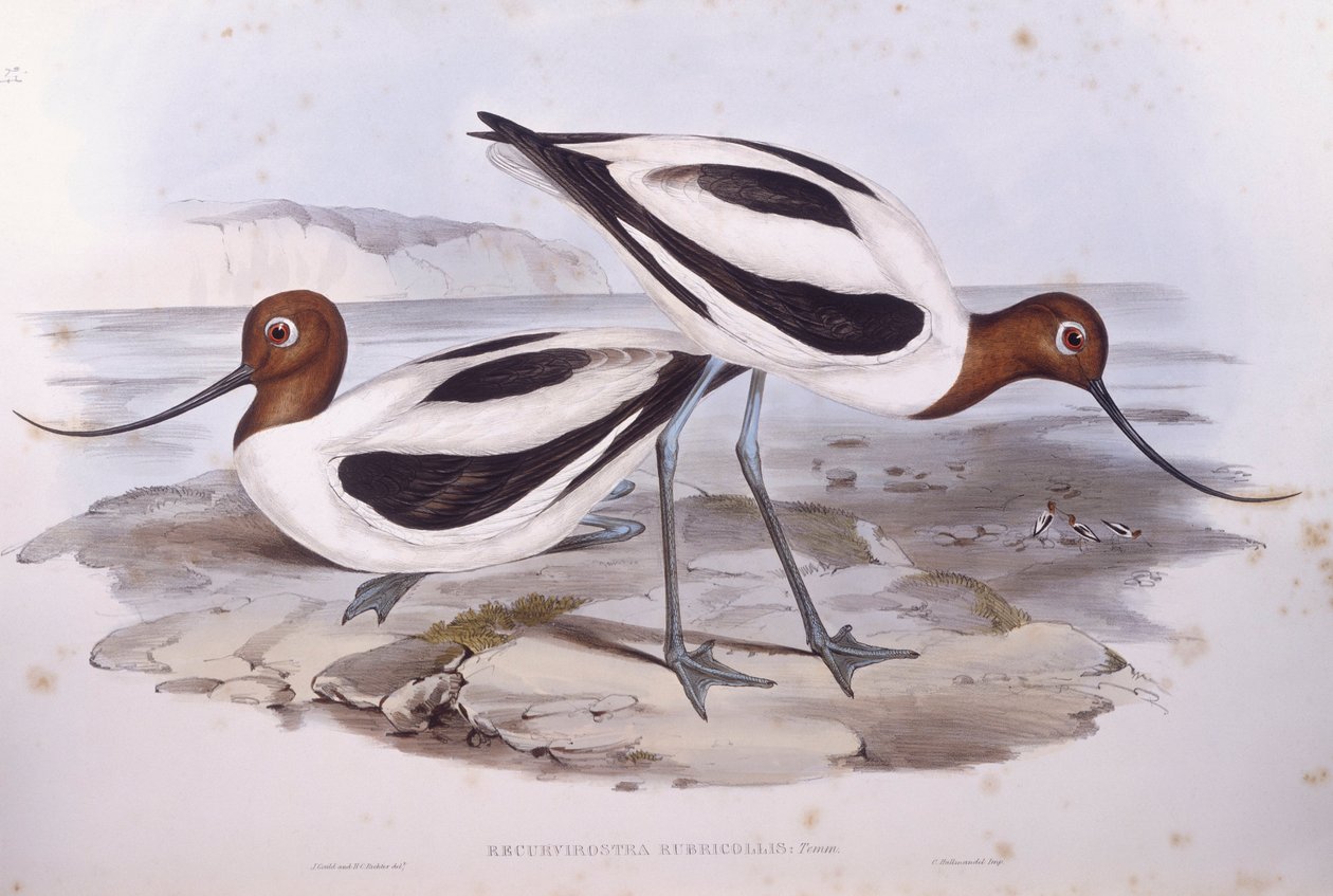 Kızıl boyunlu avocet (Recurvirostra novaehollandiae), John Gould tarafından gravür by John Gould