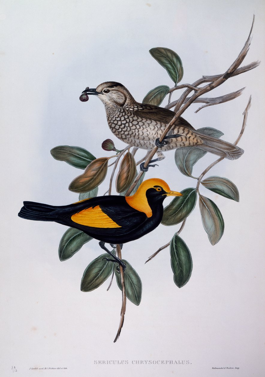 Regent Bowerbird (Sericulus chrysocephalus), Birds of Australia