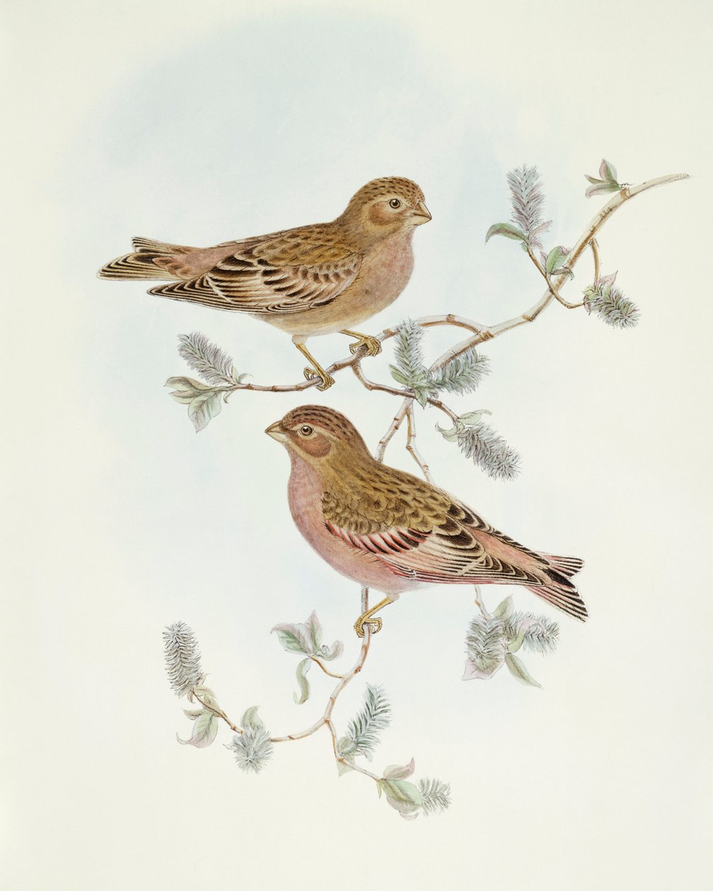 Gül Finch (Erythrospiza incarnata), John Gould tarafından gravür by John Gould