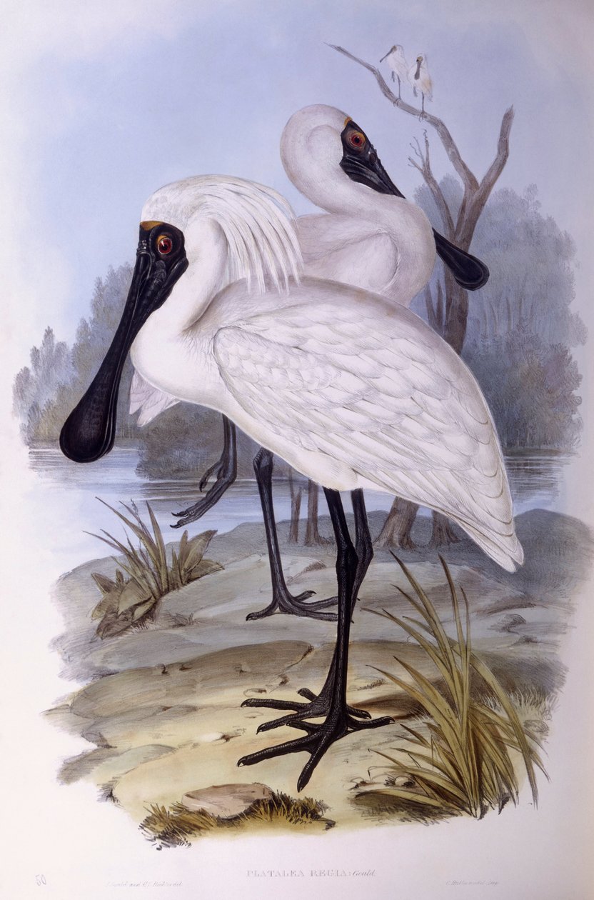 Kraliyet kaşıkçısı (Platalea regia), John Gould tarafından gravür by John Gould