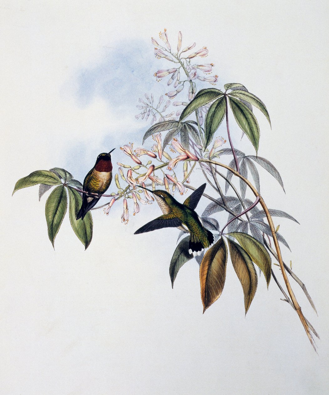 Yakut boğazlı Sinek Kuşu (Archilochus colubris), Monograph of Trochilidae veya Humming Birds (1849-1861), John Gould (1804-1881), Birleşik Krallık