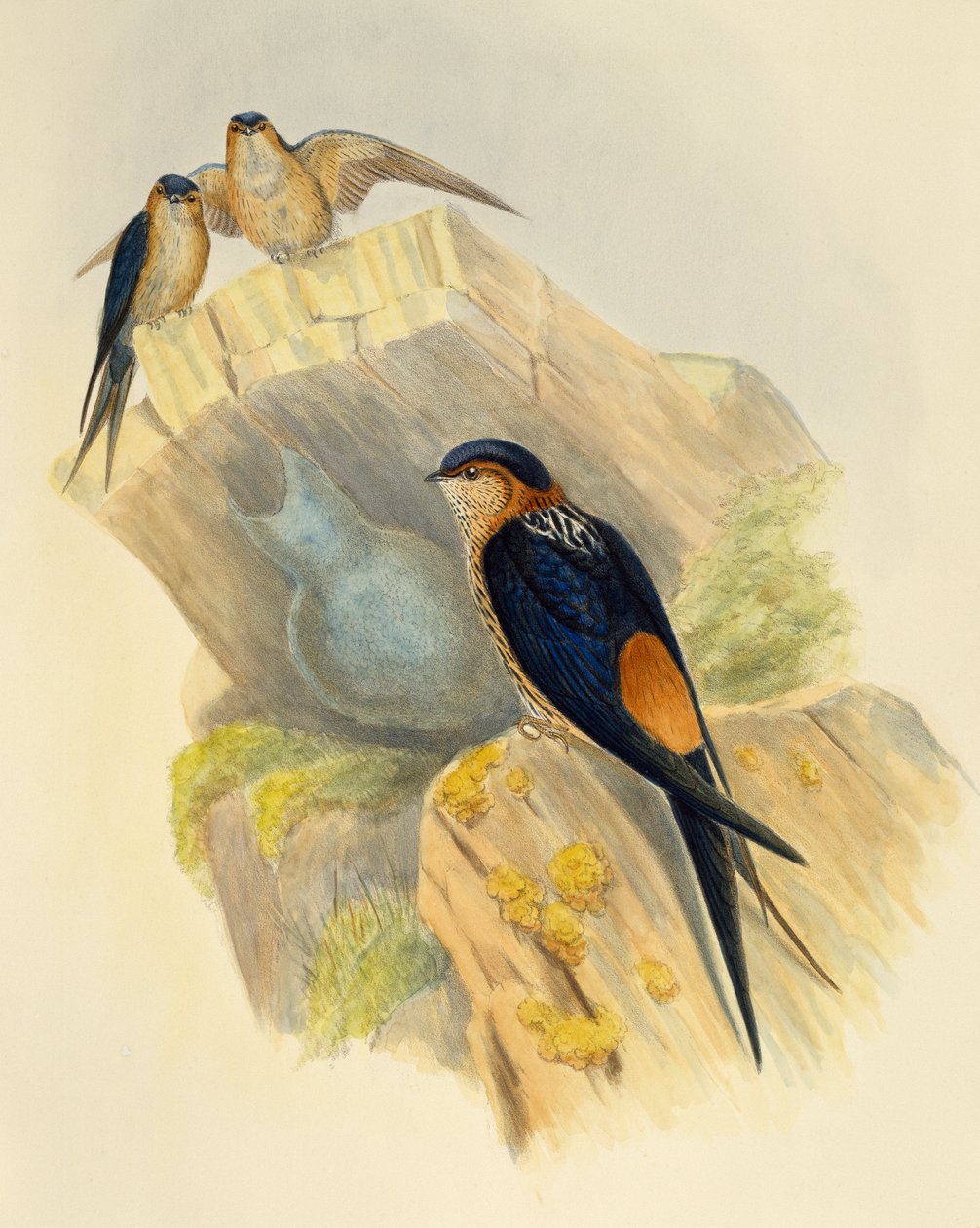 Kızıl karınlı Kırlangıç (Hirundo daurica), gravür John Gould (1804-1881), Birleşik Krallık by John Gould