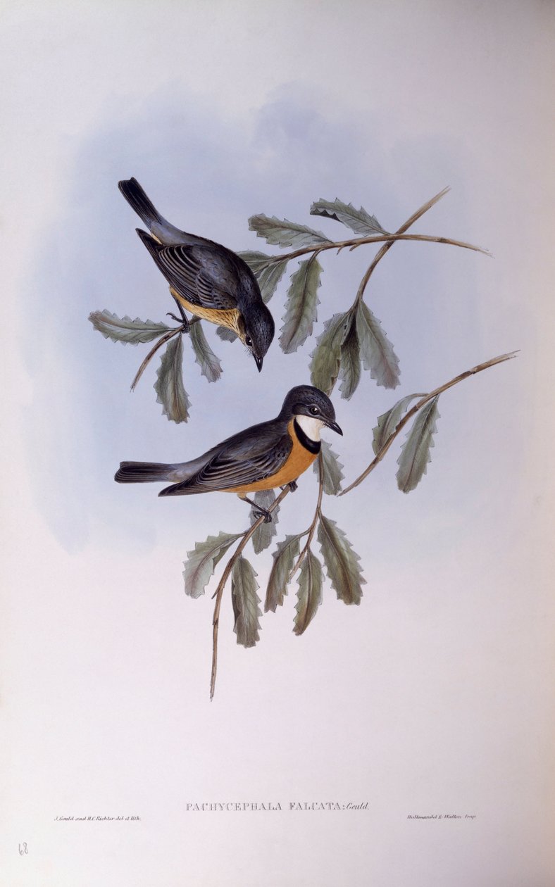 Kızıl ıslık çalan (Pachycephala rufiventris), John Gould tarafından gravür by John Gould