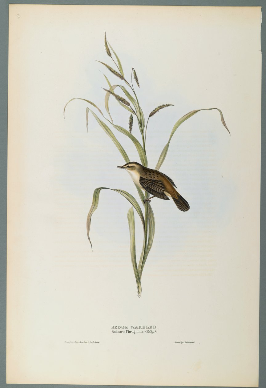 Salicaria Phragmatis: Sedge Warbler (dokuma kağıt üzerinde renkli lito) by John Gould
