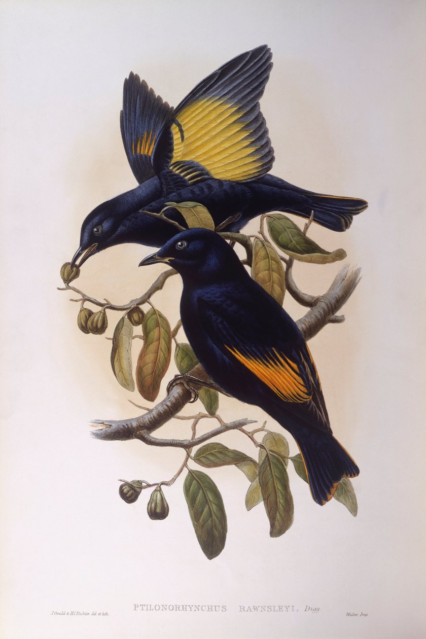 Saten çardak kuşu (Ptilonorhynchus violaceus), John Gould tarafından gravür by John Gould