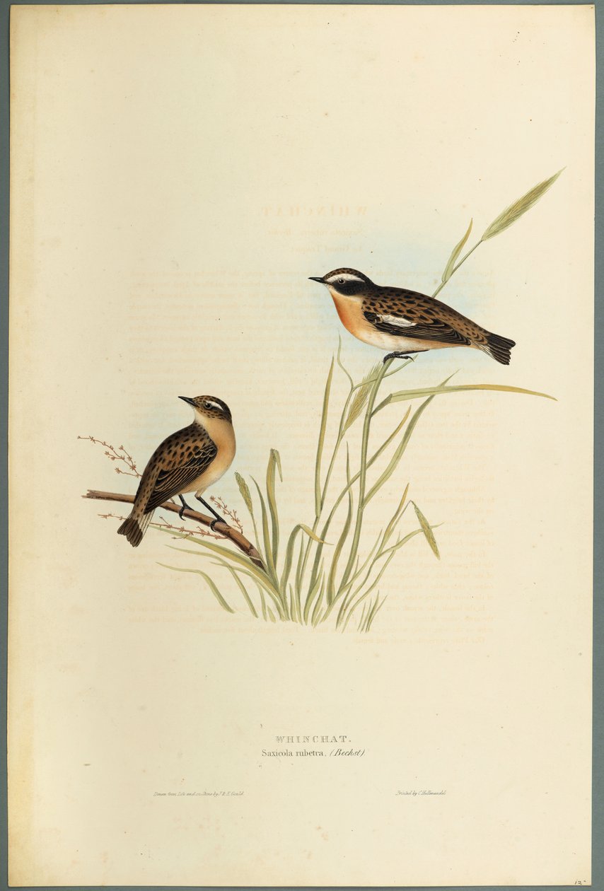 Saxicola Rubetra - Whinchat (dokuma kağıt üzerinde renkli lito) by John Gould