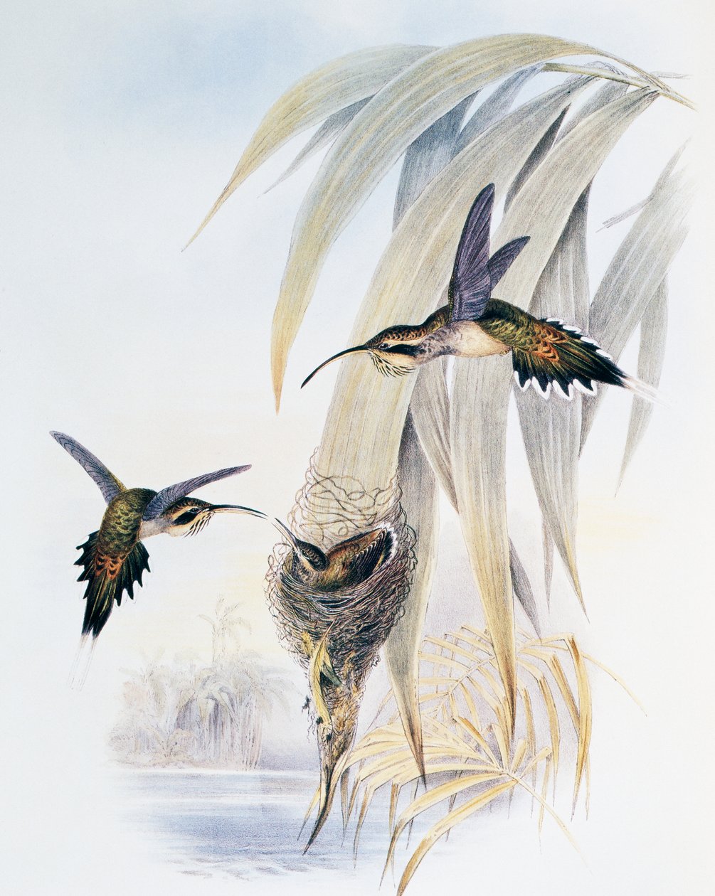 Pul boğazlı Hermit (Phaethornis eurynome), Monograph of Trochilidae veya Humming Birds (1849-1861), John Gould (1804-1881), Birleşik Krallık