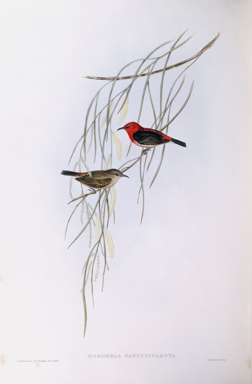 Scarlet myzomela (Myzomela sanguinolenta), John Gould tarafından gravür by John Gould