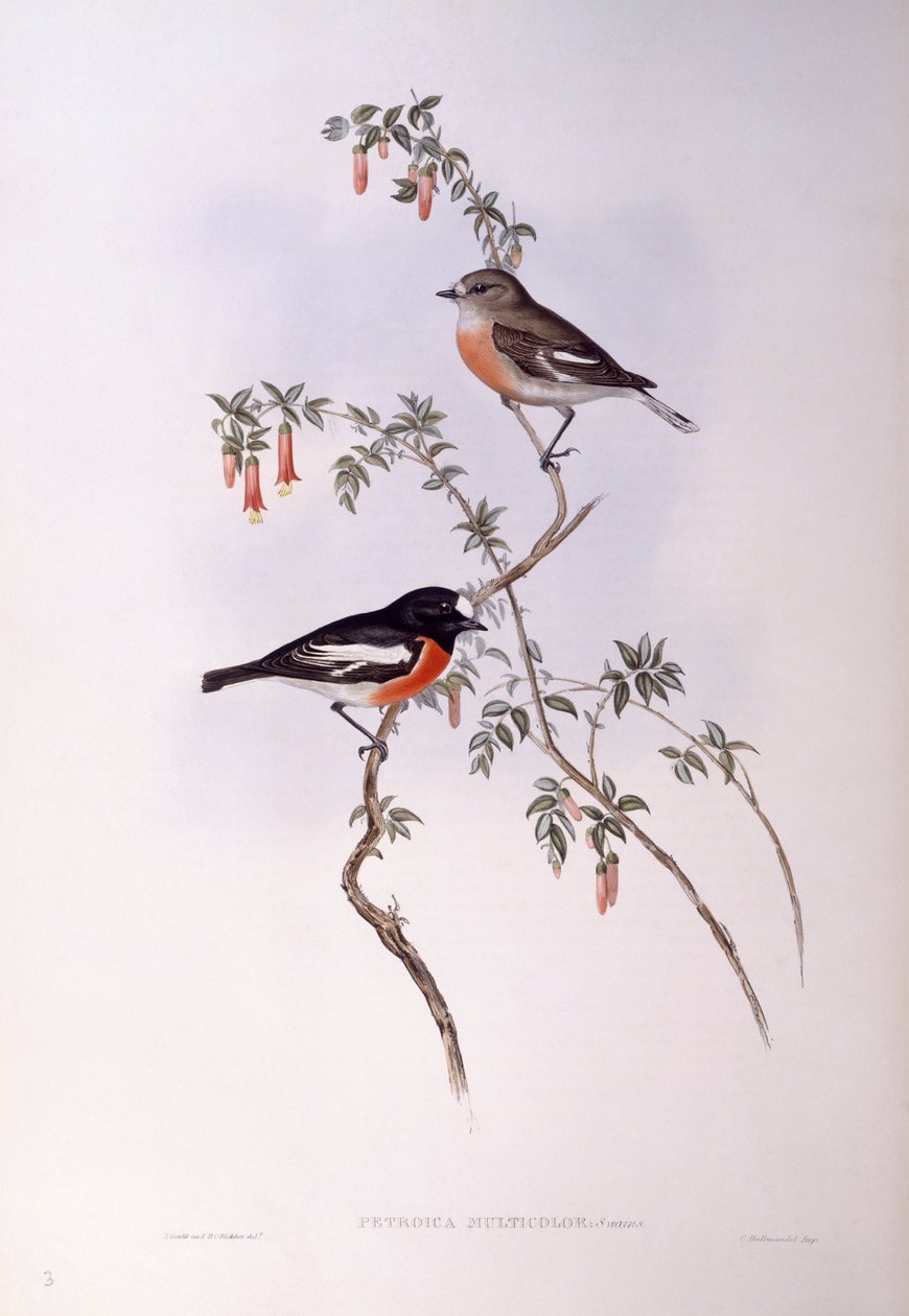 Scarlet robin (Petroica çok renkli), John Gould tarafından gravür by John Gould