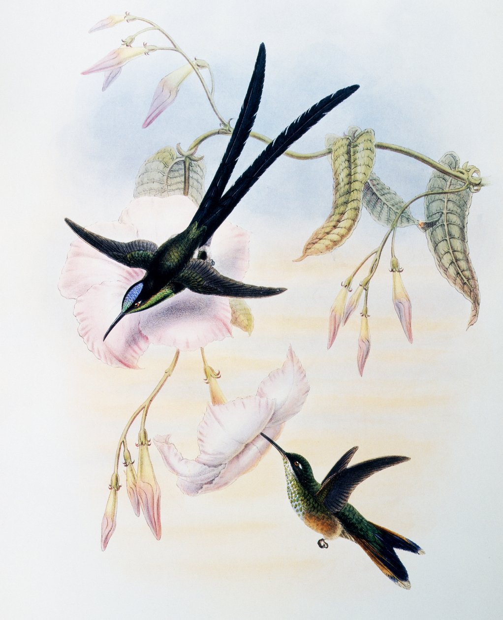 Makas Kuyruklu Sinek Kuşu (Hylonympha macrocerca), Monograph of Trochilidae veya Humming Birds (1849-1861), John Gould (1804-1881), Birleşik Krallık