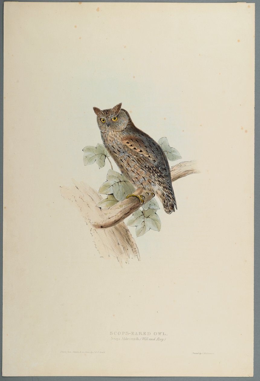 Scops Aldrovandi - Scops Kulaklı Baykuş (dokuma kağıt üzerinde renkli lito) by John Gould