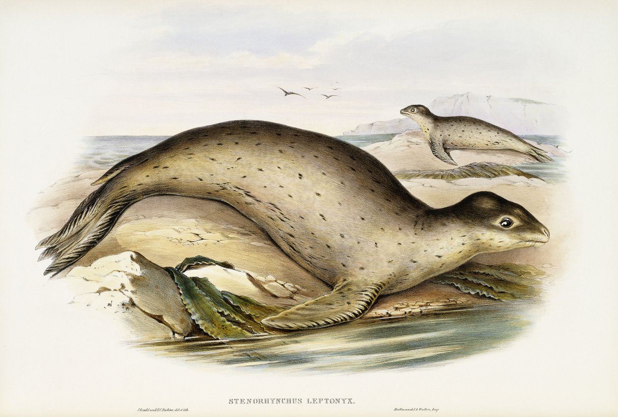 deniz leoparı by John Gould