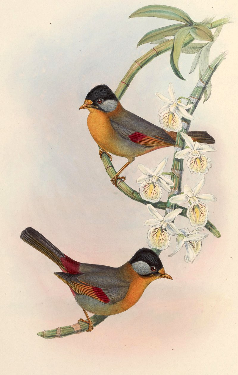 Gümüş kulaklı Mesia (Gümüş kulaklı Leiothrix) Leiothrix argentauris (Hodgson) by John Gould