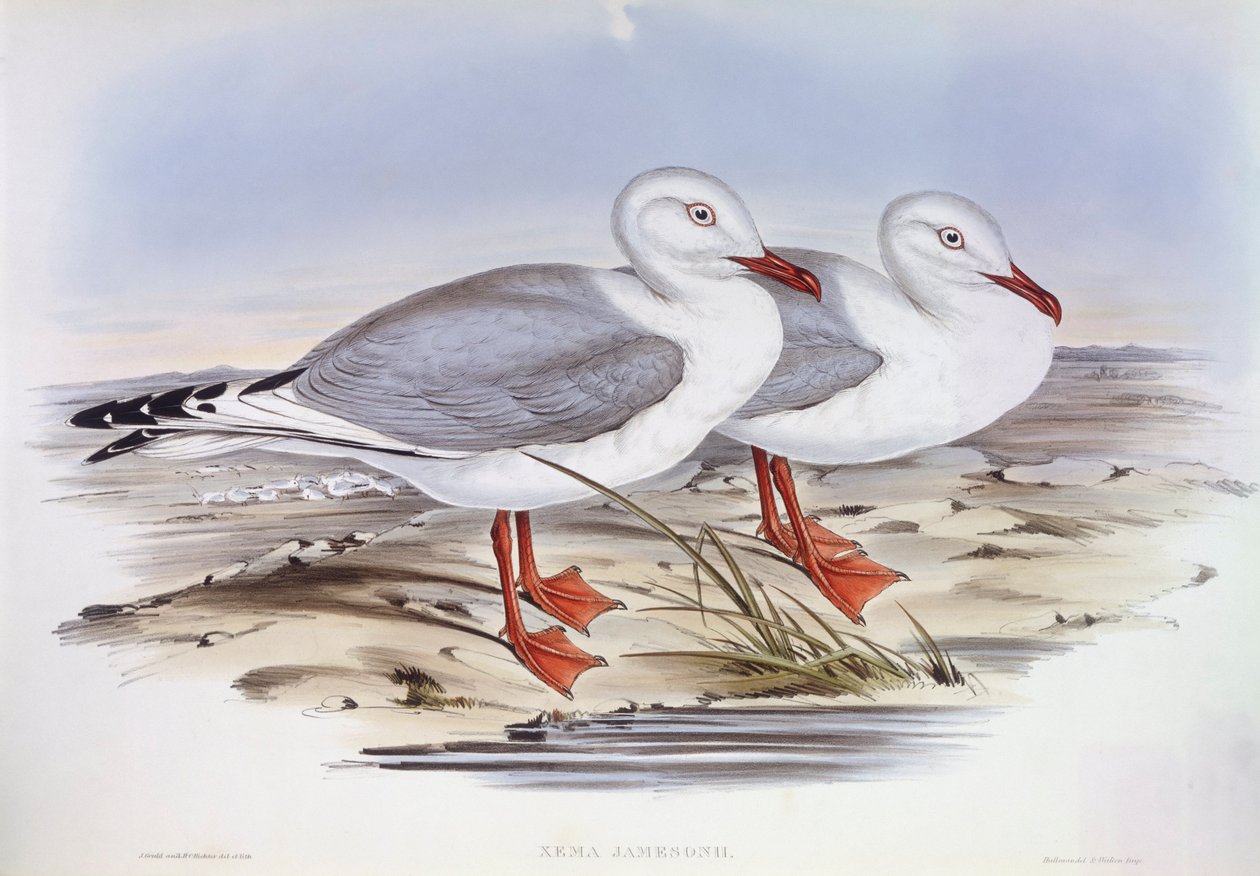 Gümüş martı (Larus novaehollandiae), John Gould tarafından gravür by John Gould