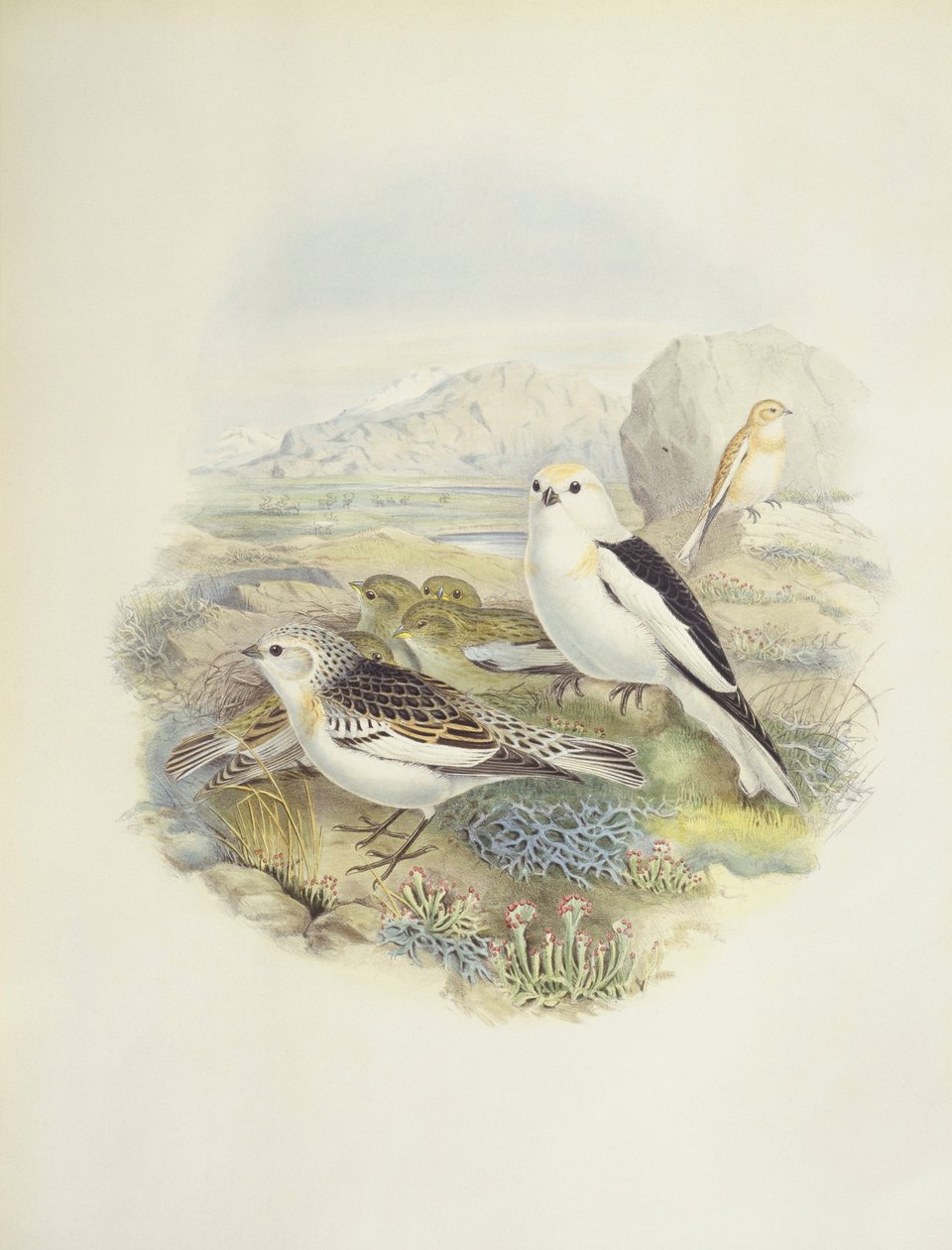 Kar kiraz kuşu (Plectrophenax nivalis), illüstrasyon by John Gould