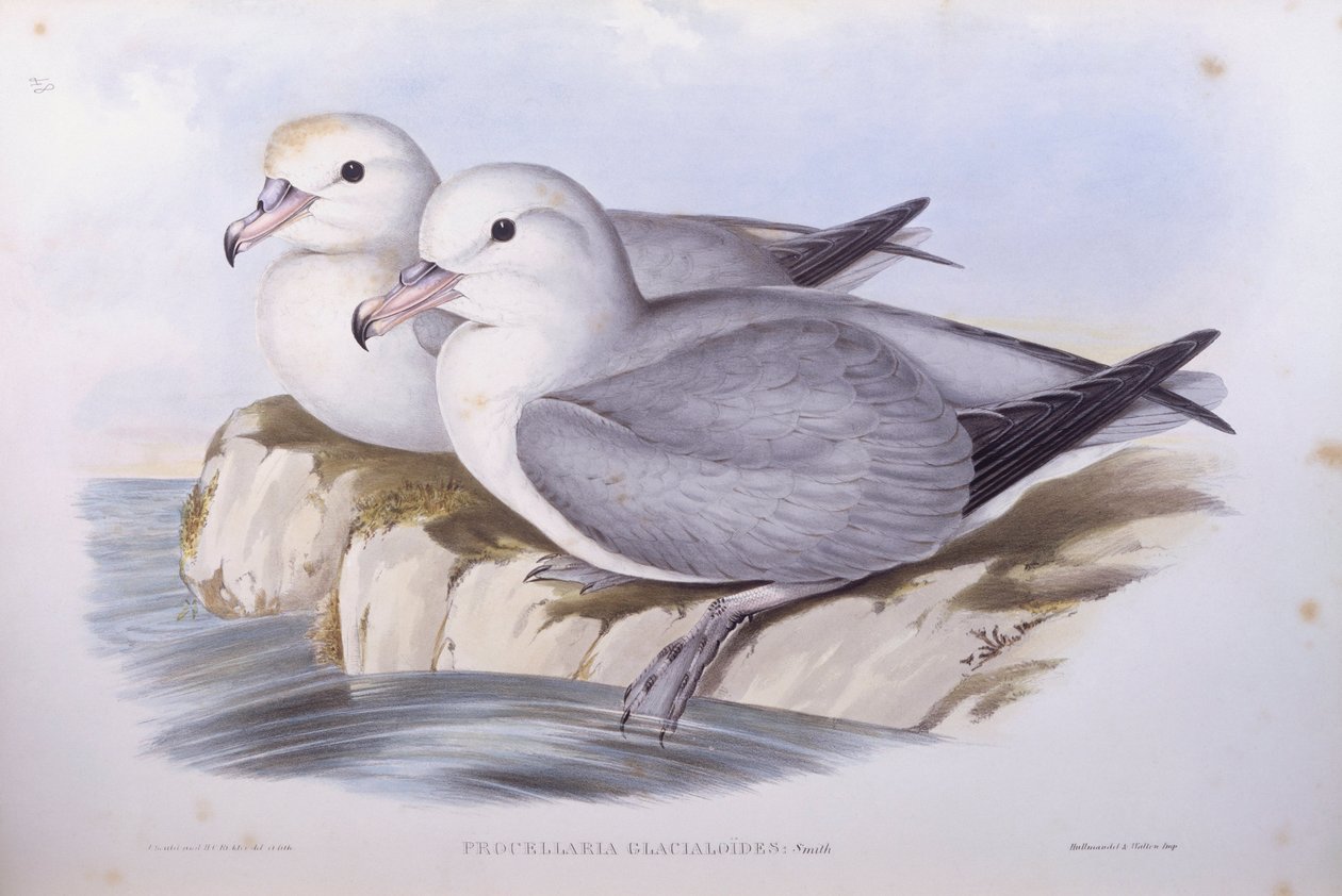 Güney fulmar (Fulmarus glacialoides), John Gould tarafından gravür by John Gould