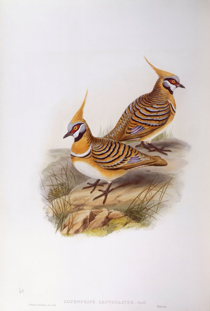 Spinifex güvercini (Lophophaps veya Geophaps plumifera leucogaster), John Gould tarafından gravür by John Gould