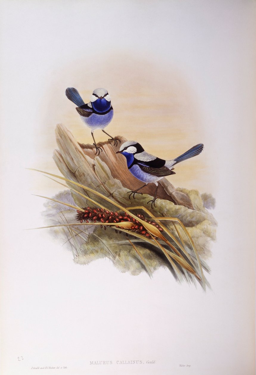 Muhteşem peri çalısı (Malurus splendens), John Gould tarafından gravür by John Gould