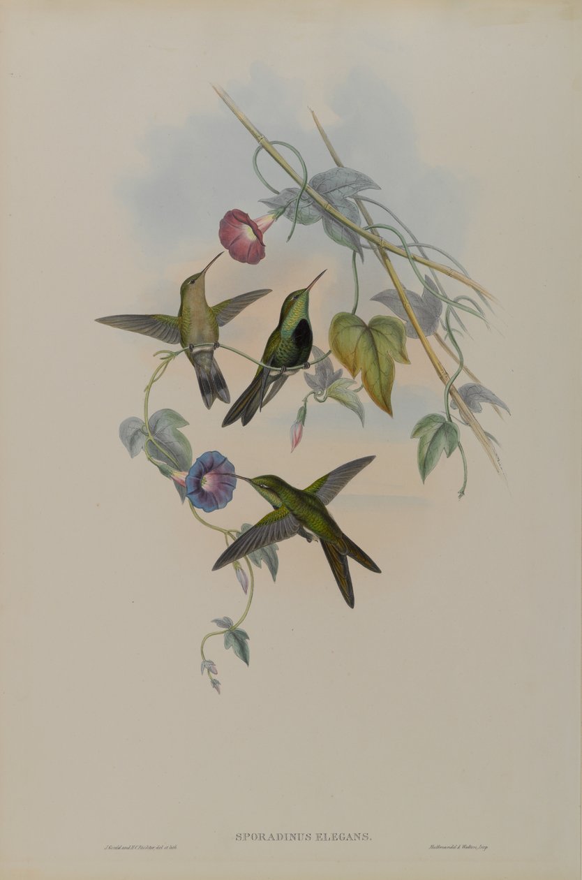 Sporadinus Elegans: St. Domingo Humming Bird  by John Gould
