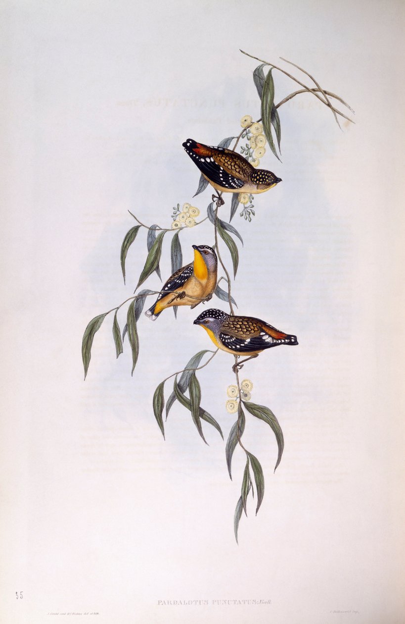 Benekli pardalote (Pardalotus punctatus), John Gould tarafından gravür by John Gould