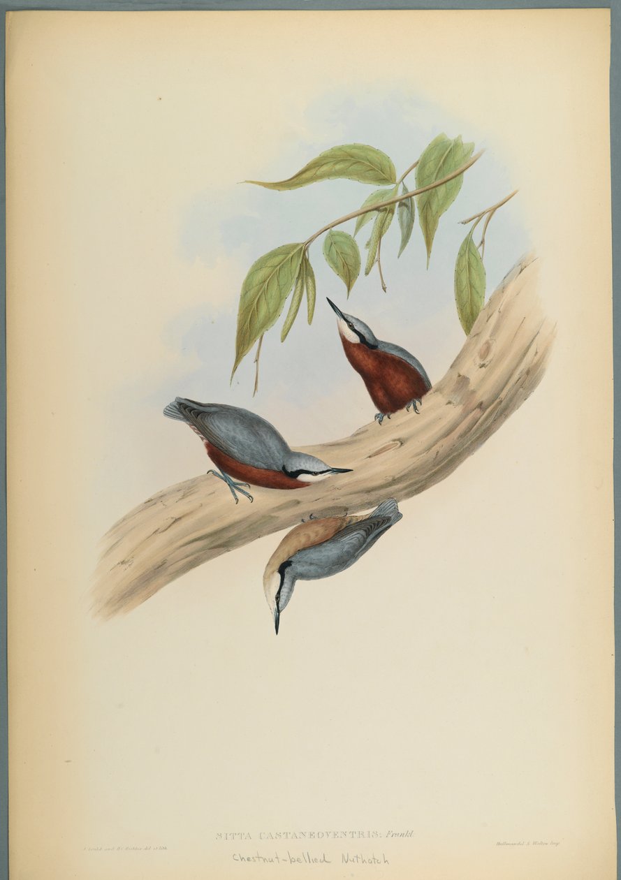 Stila Castaneoventris, Kestane-Karınlı Sıvacı Kuşu (dokuma kağıt üzerinde renkli lito) by John Gould