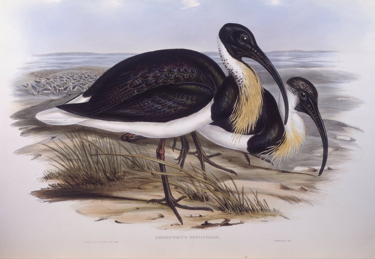 Saman boyunlu ibis (Threskiornis spinicollis), John Gould tarafından gravür by John Gould