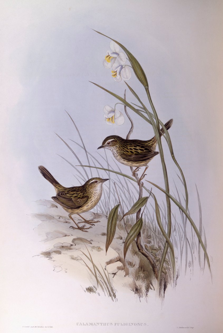 Çizgili calamanthus (Calamanthus fuliginosus), John Gould tarafından gravür by John Gould