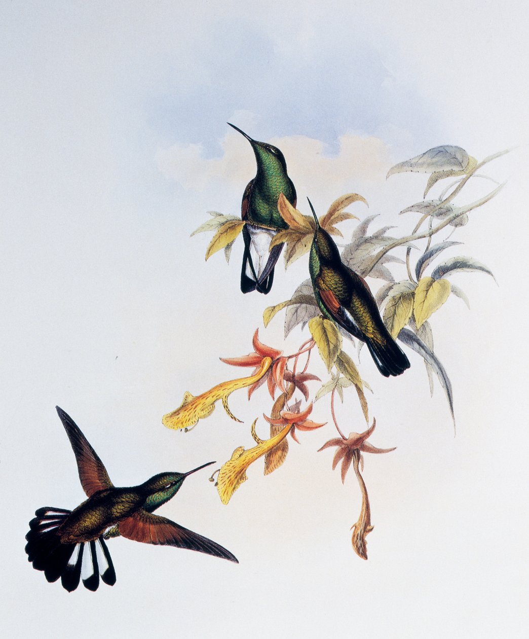 Çizgili Kuyruklu Sinek Kuşu (Eupherusa eximia), Monograph of Trochilidae veya Humming Birds (1849-1861), John Gould (1804-1881), Birleşik Krallık