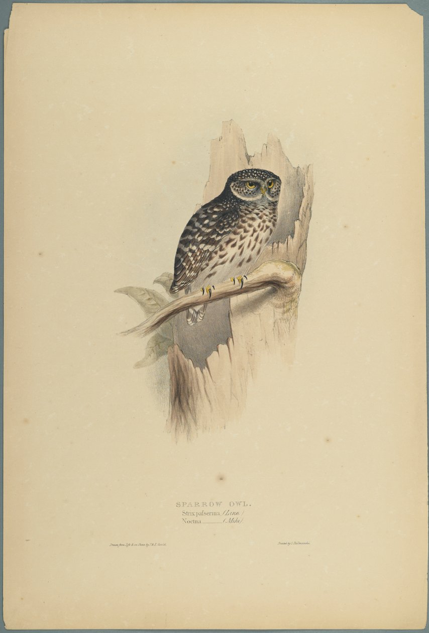 Strix Pafsernia - Noctua (dokuma kağıt üzerinde renkli lito) by John Gould