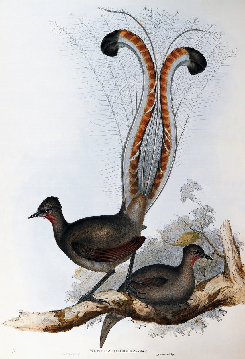 Süper Lyrebird (Menura süperba) by John Gould