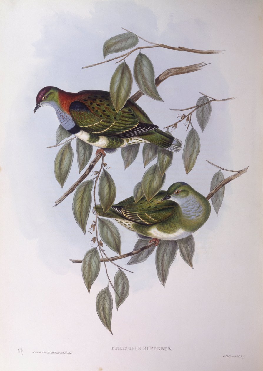 Muhteşem meyveli kumru (Ptilinopus superbus), Gravür, John Gould by John Gould