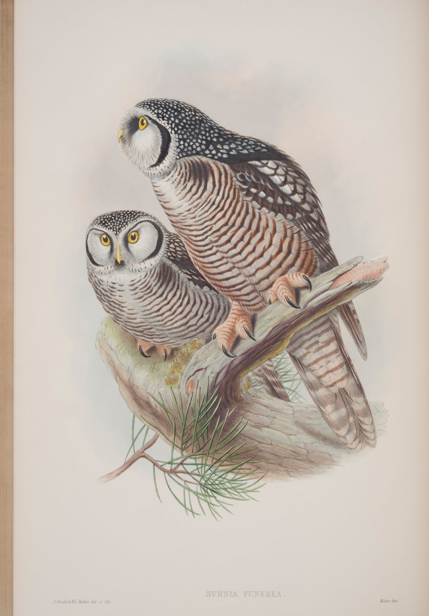 Surnia Funerea, John Gould