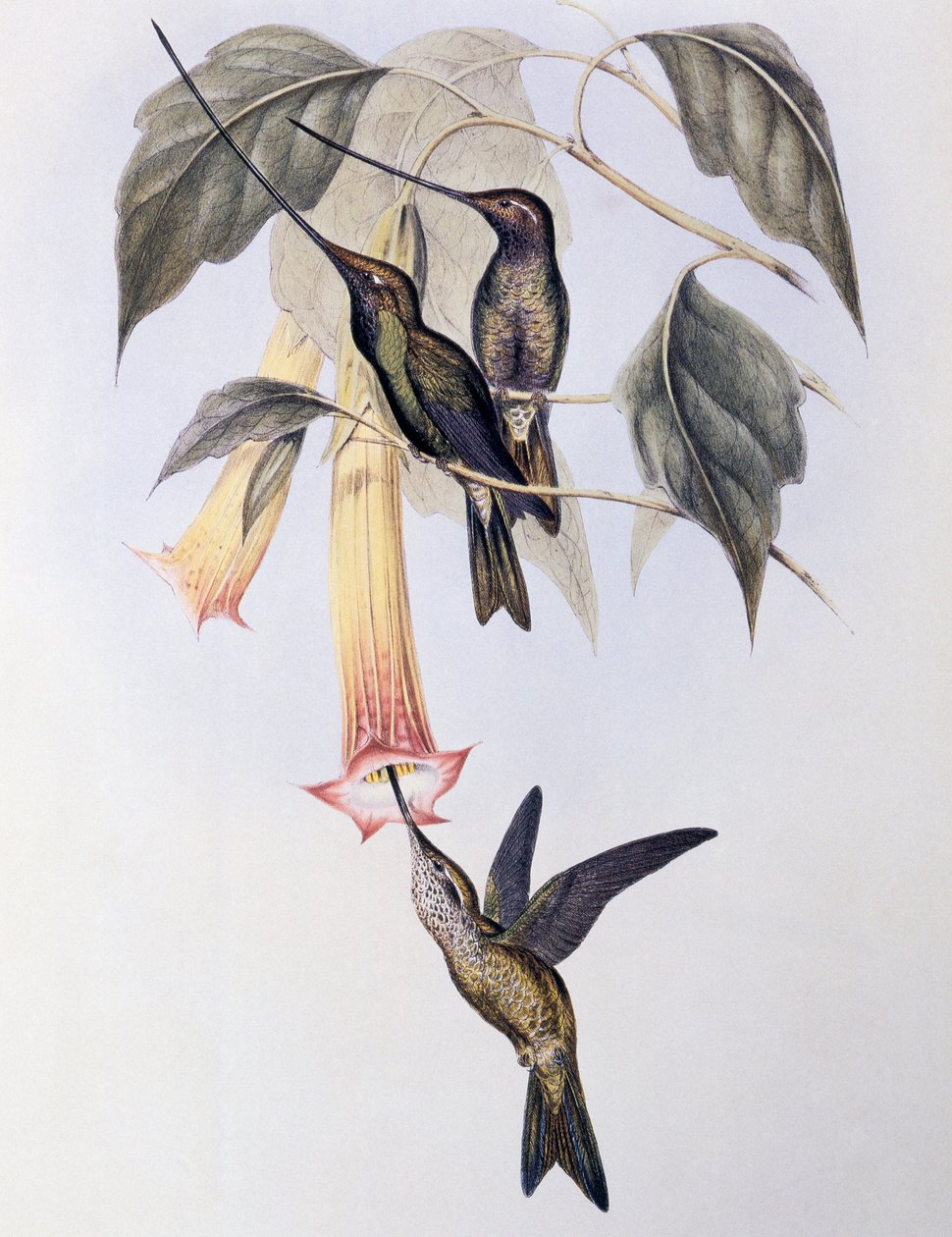 Kılıç gagalı Sinek Kuşu (Docimastes ensiferus) by John Gould