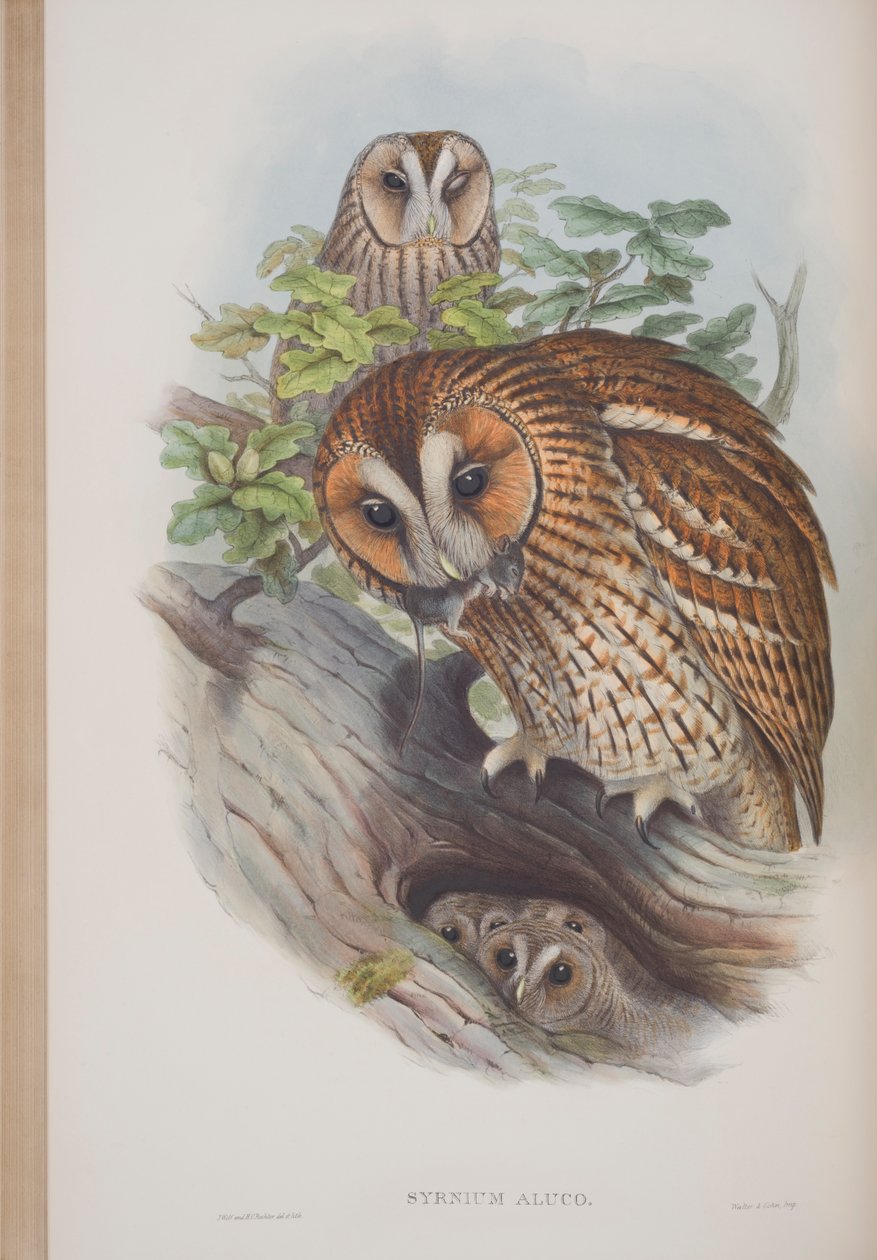 Syrnium Aluco, John Gould