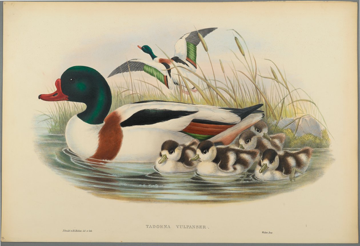 Tadorna Vulpanser: Sheldrake (dokuma kağıt üzerinde renkli lito) by John Gould