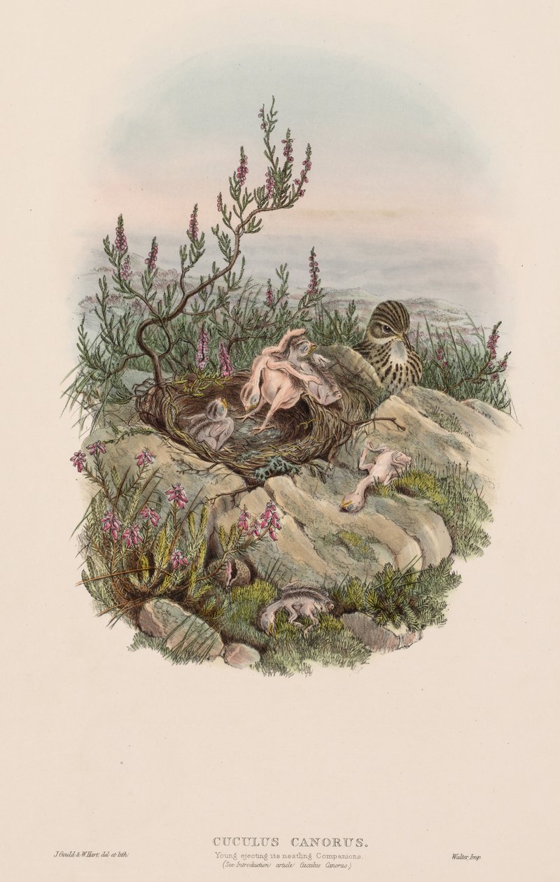 Büyük Britanya Kuşları: Cuculus canorus. by John Gould
