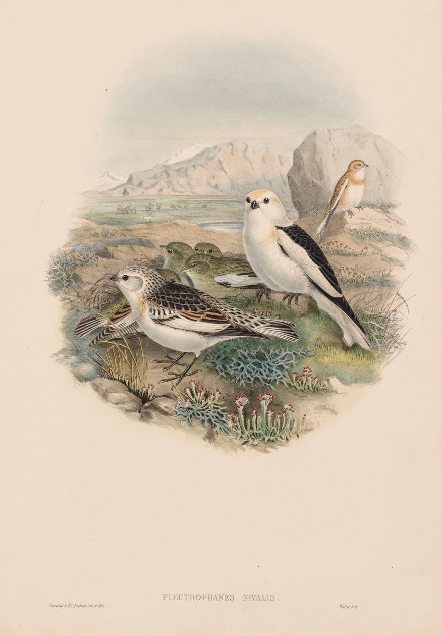 Büyük Britanya Kuşları: Plestrophanes nivalis. by John Gould