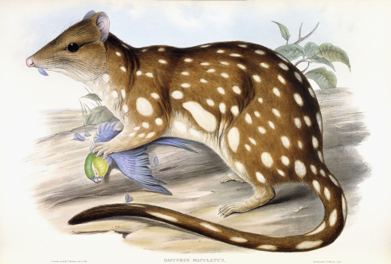 Kaplan Quoll by John Gould