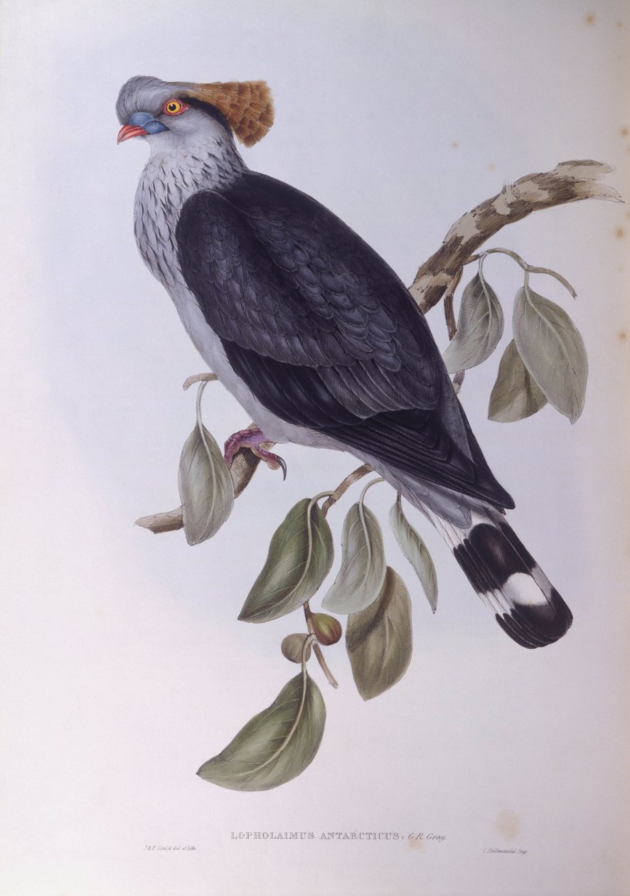 Topknot güvercin (Lopholaimus antarcticus), John Gould tarafından gravür by John Gould