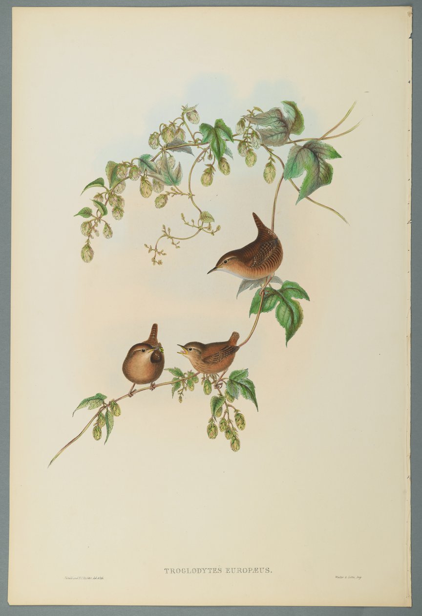 Troglodytes Europaeus - Ortak Çit (dokuma kağıt üzerinde renkli lito) by John Gould