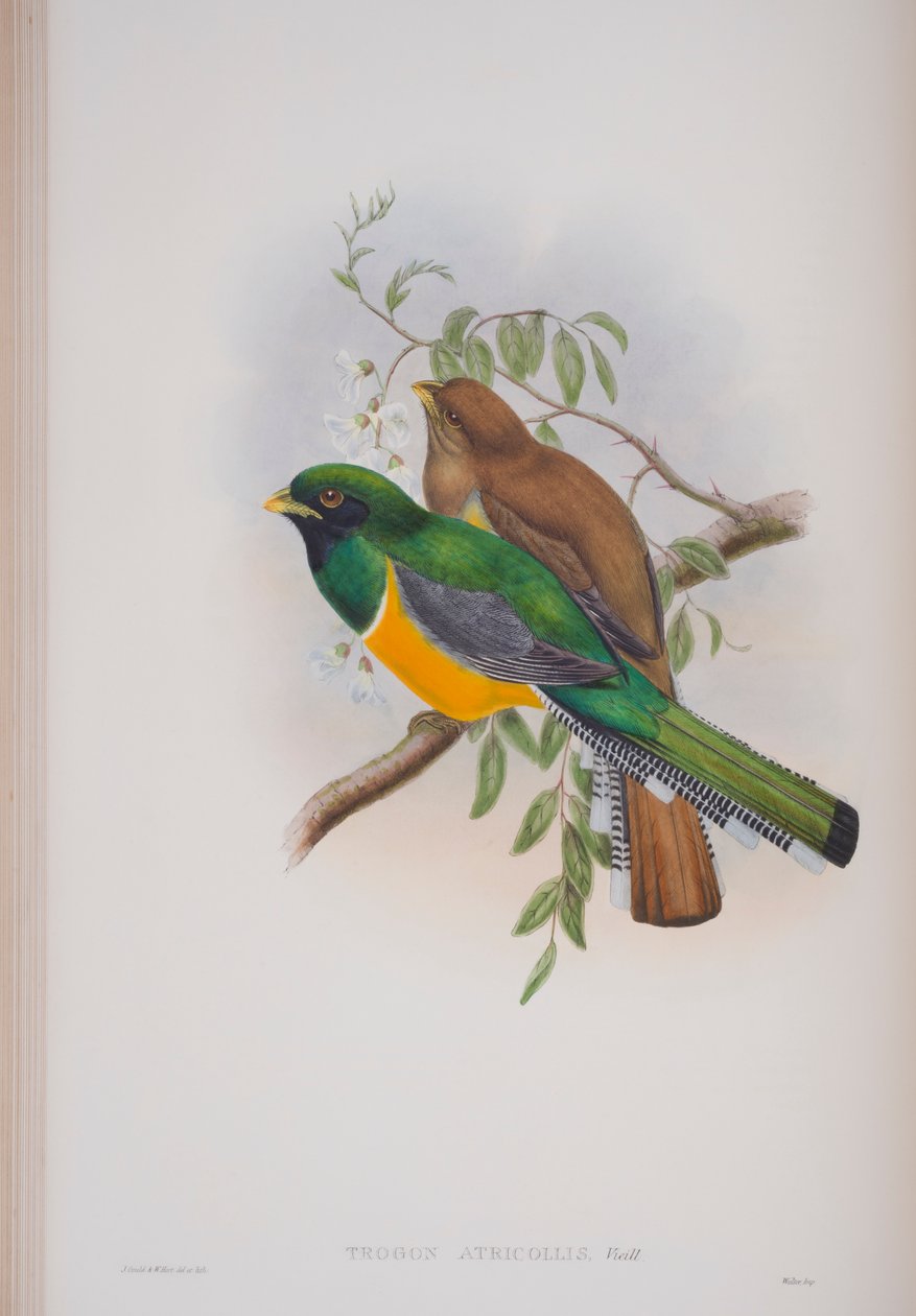 Trogon Atricollis, John Gould
