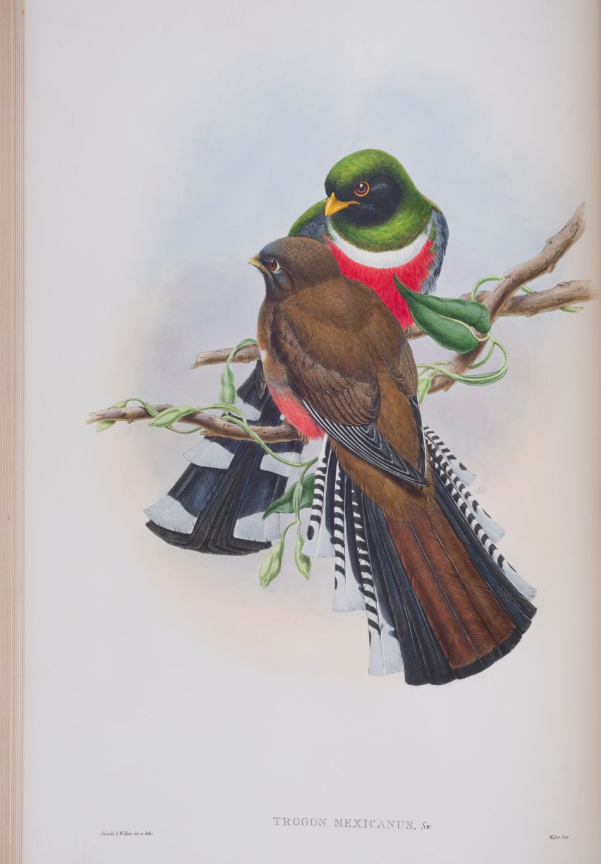 Trogon Mexicanus, John Gould