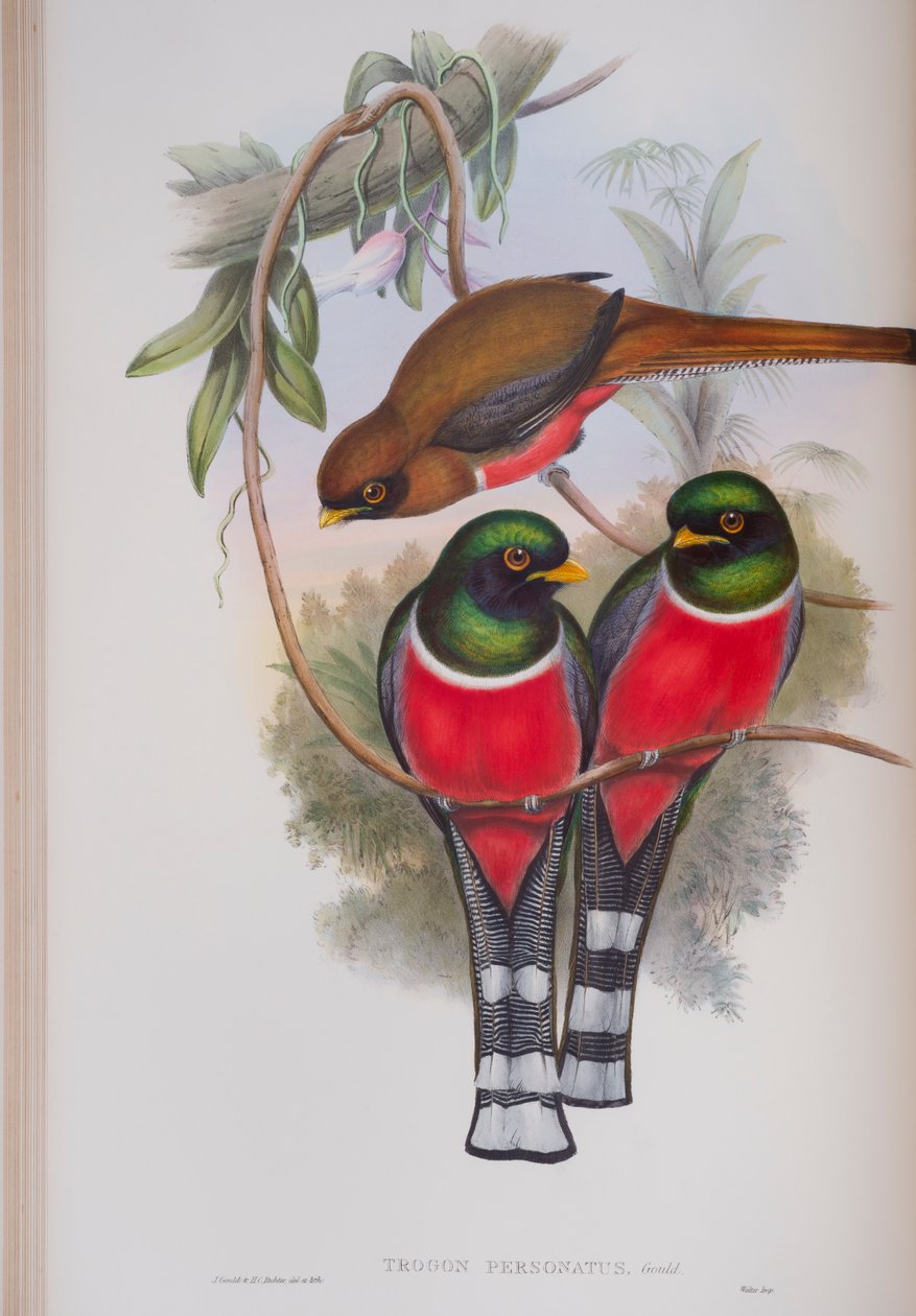 Trogon Personatus, John Gould