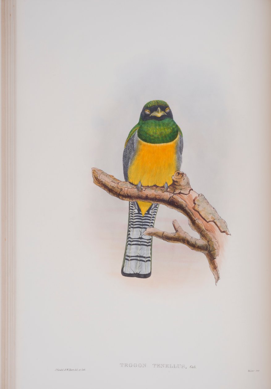 Trogon Tenellus, John Gould