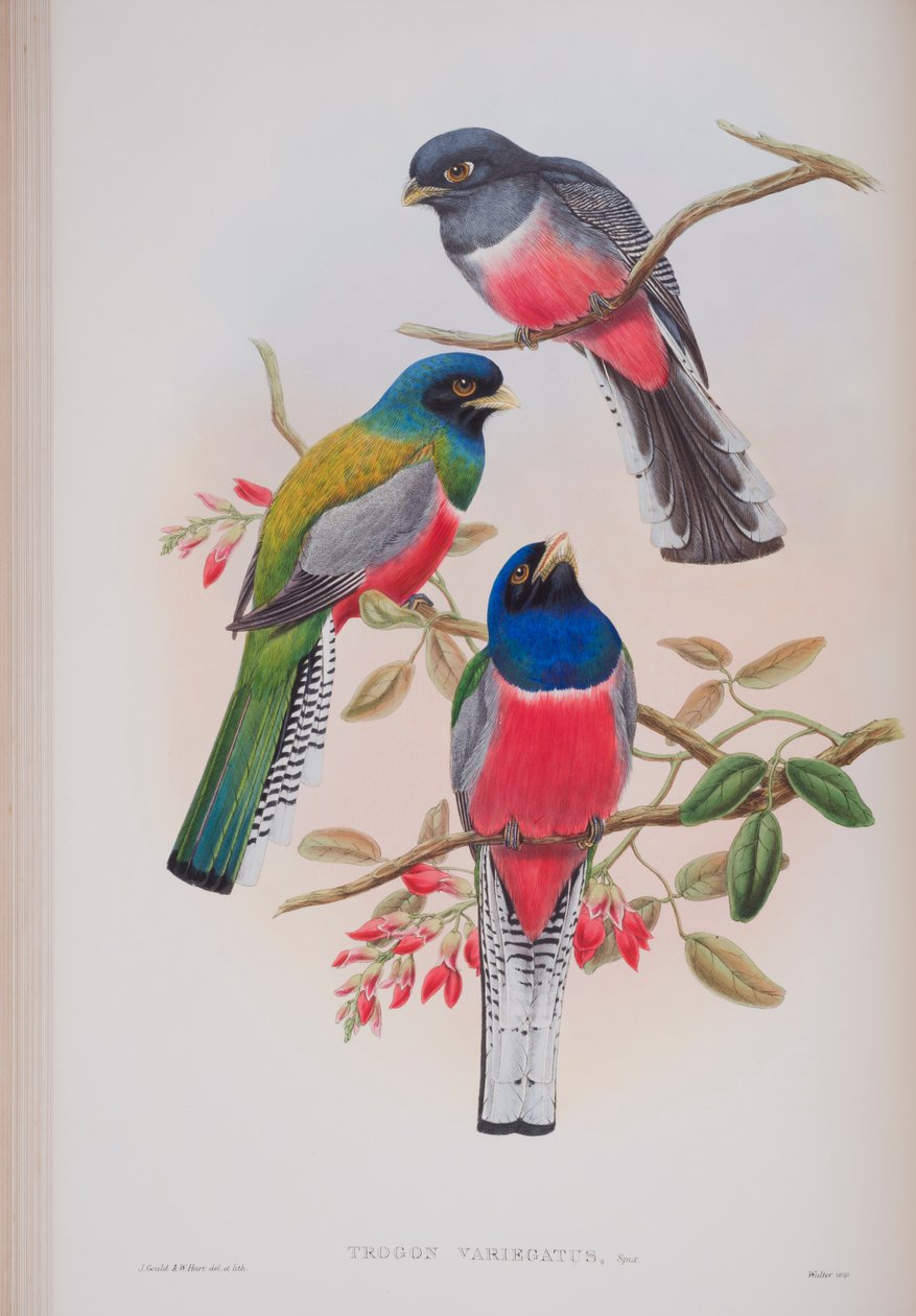 Trogon Variegatus, John Gould