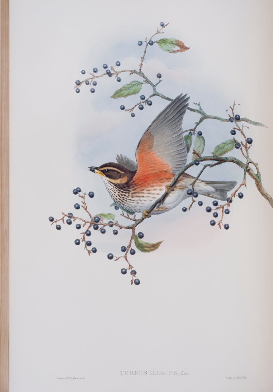 Turdus Illacus, John Gould