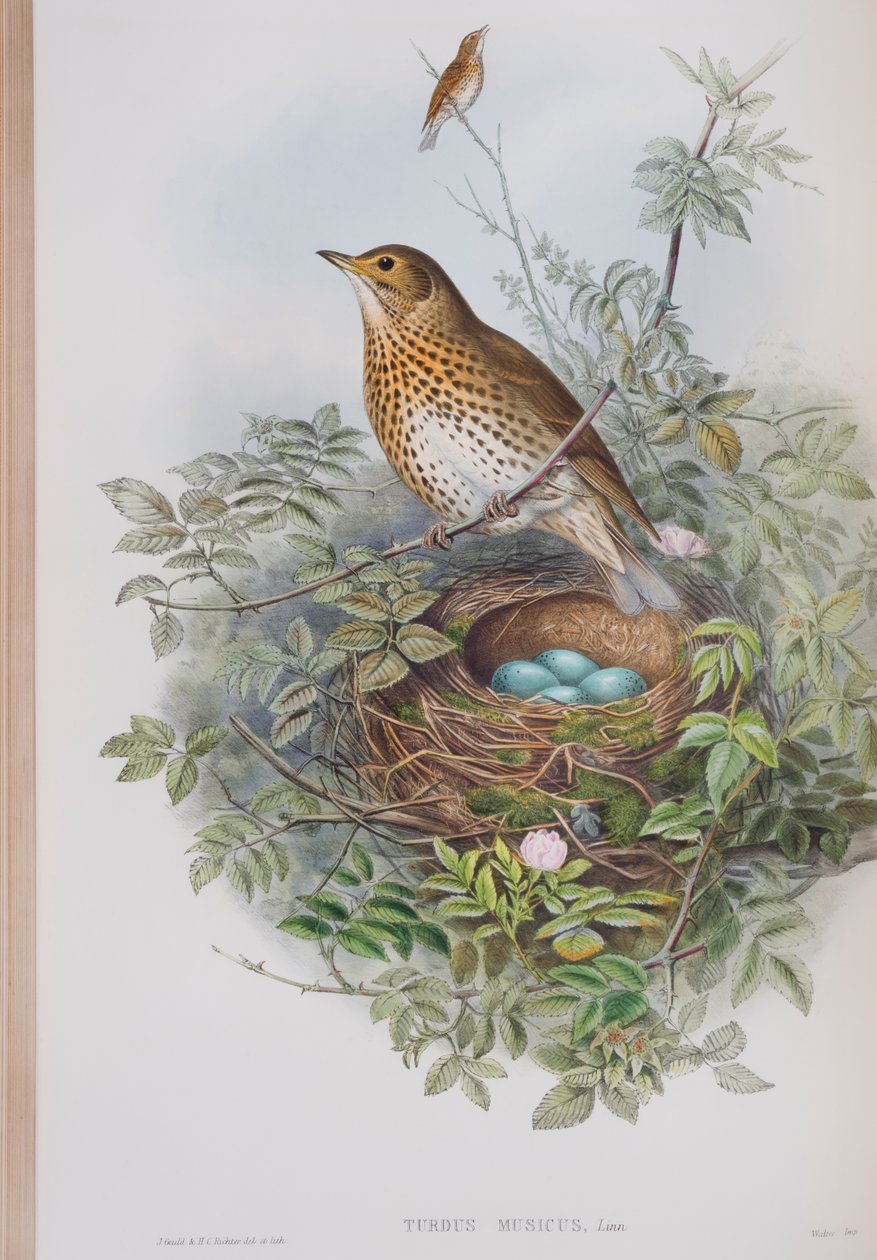 Turdus Musicus, John Gould