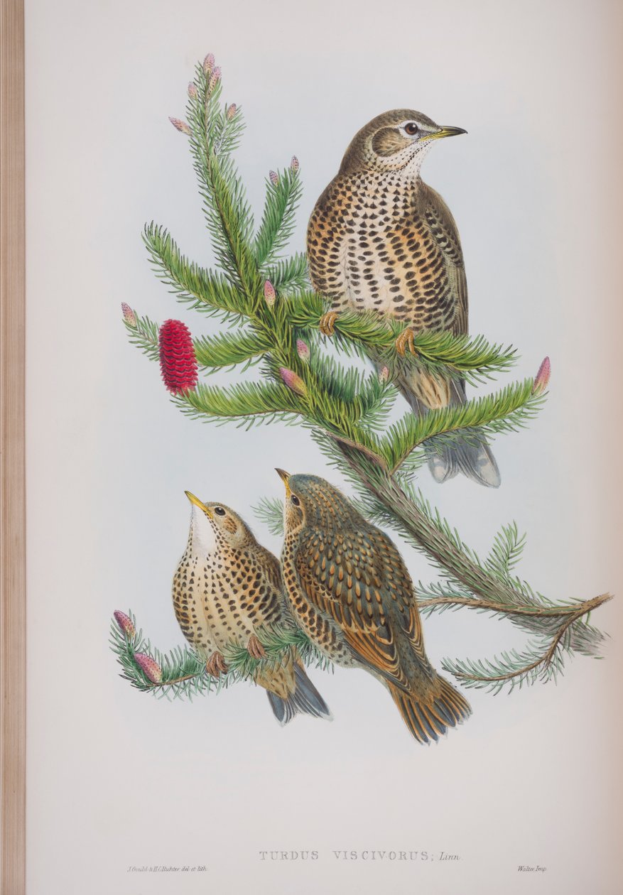 Turdus Viscivorus, John Gould